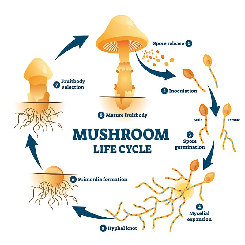 The Mushroom Lifecycle: Anatomy of the Lifecycle Stages