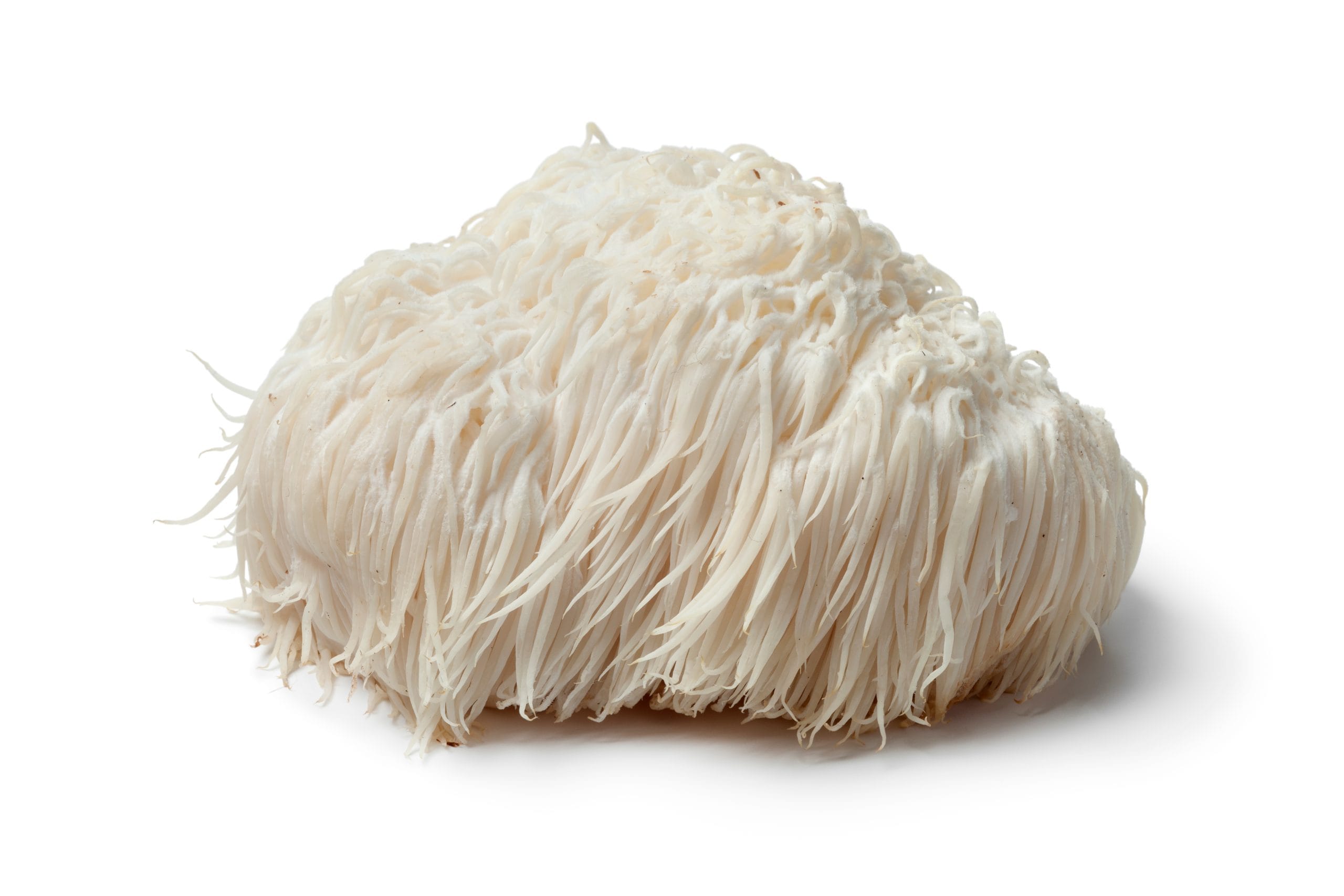 Lion's Mane Mushroom in its RAW form.