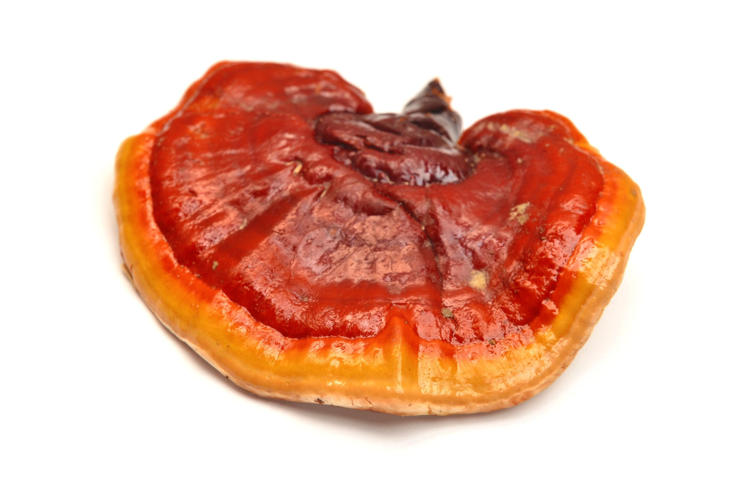 Reishi Mushroom in its natural RAW form.