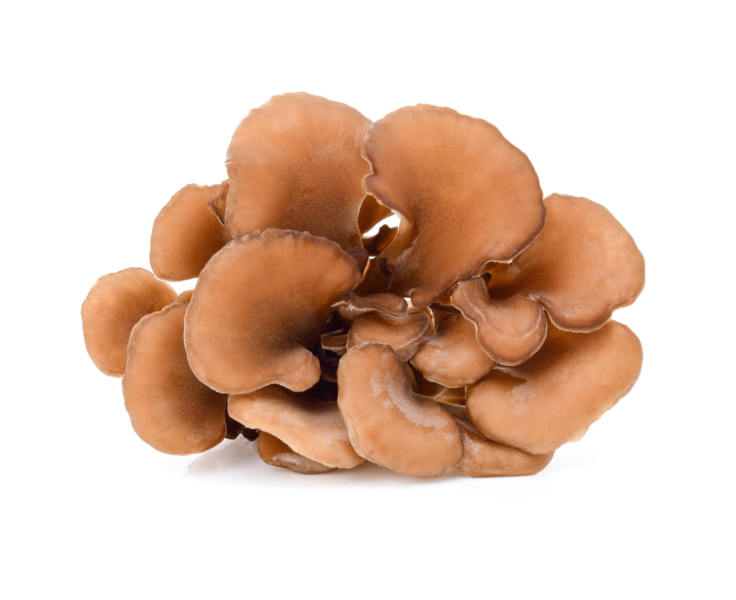 Maitake Mushroom in its natural RAW form.