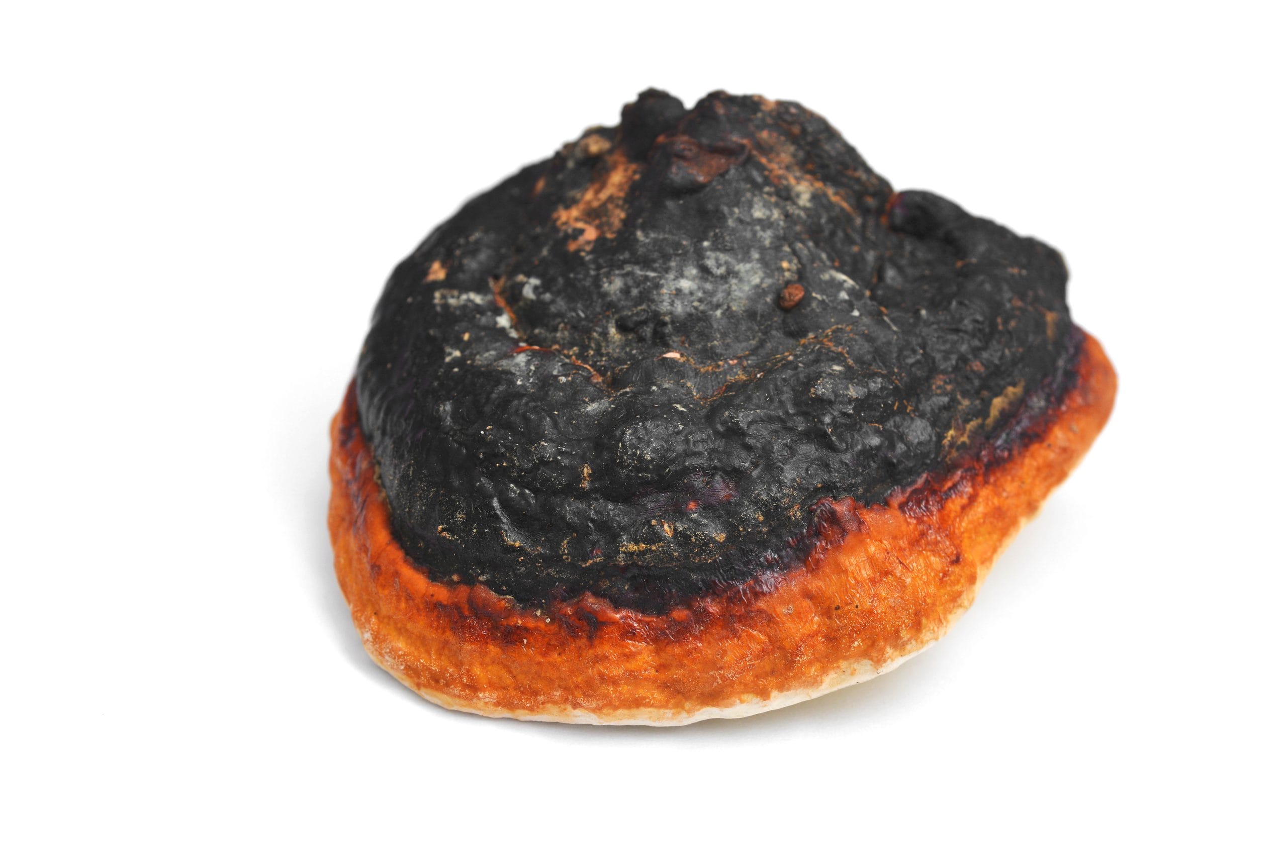 Tiaga (Fomitopsis pinicola) Mushroom in its natural RAW form.