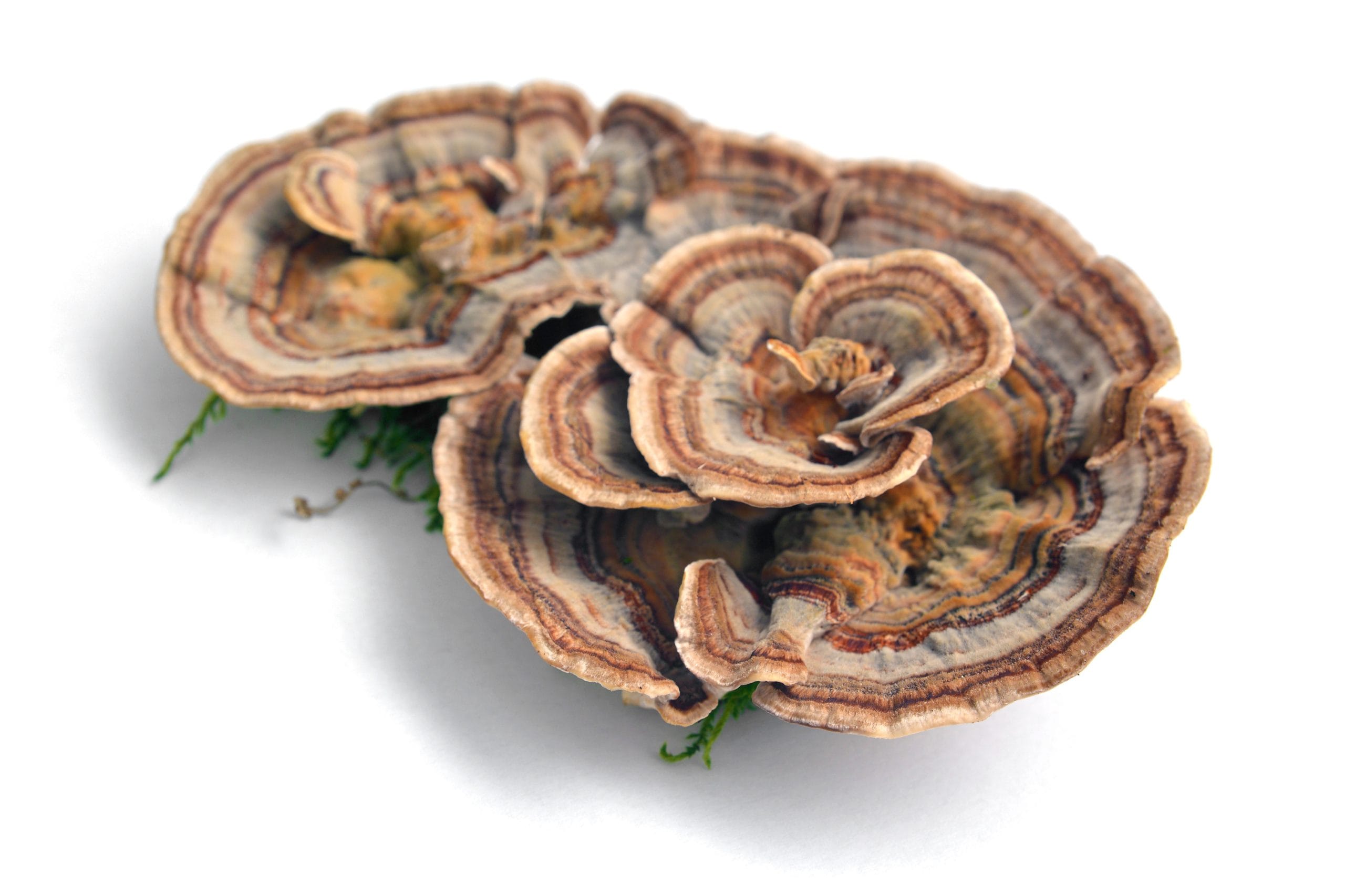 Turkey Tail Mushroom Turkey Tail Mushroom in its natural RAW form.